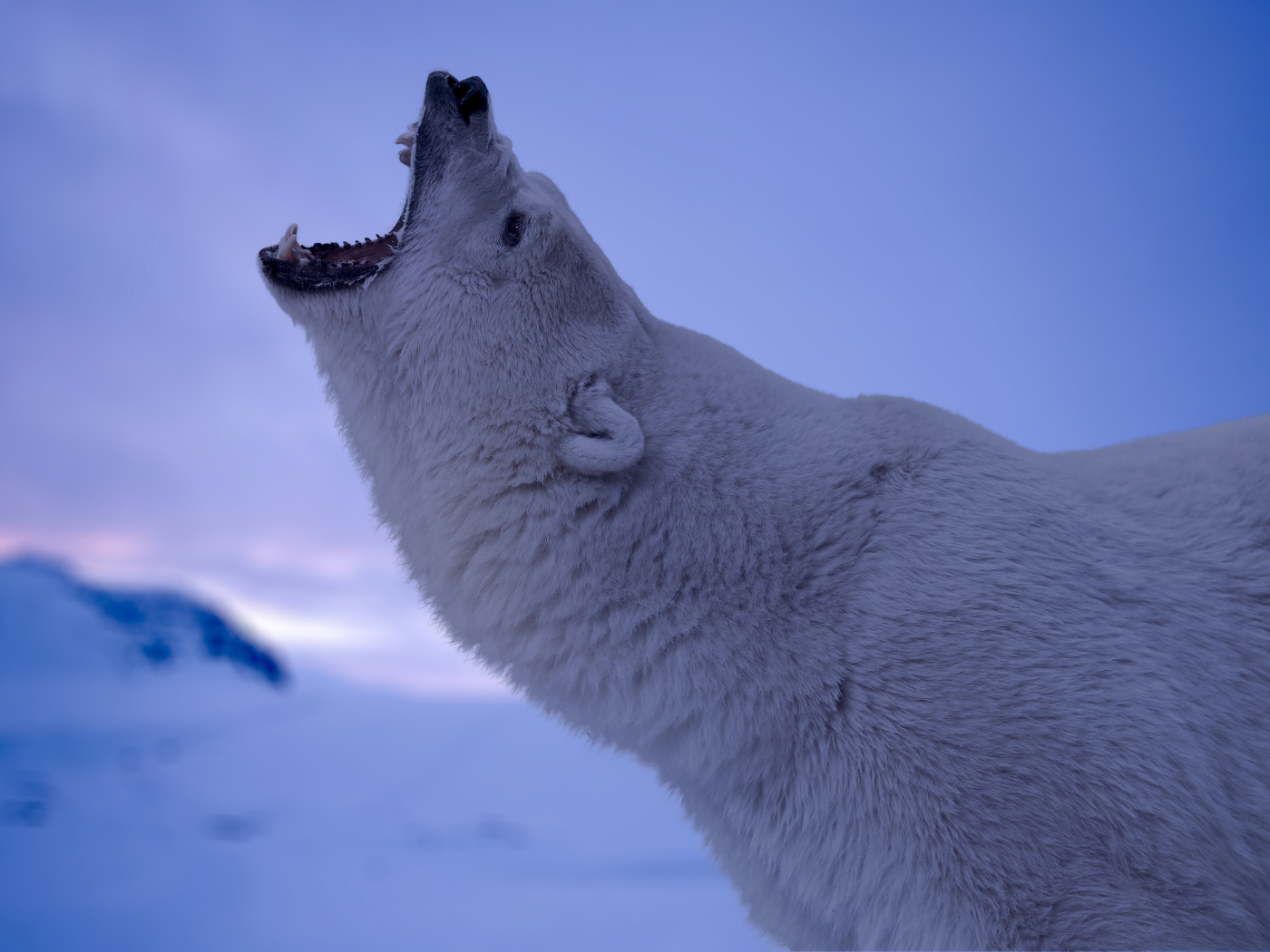 Белый полярный медведь с открытой пастью 