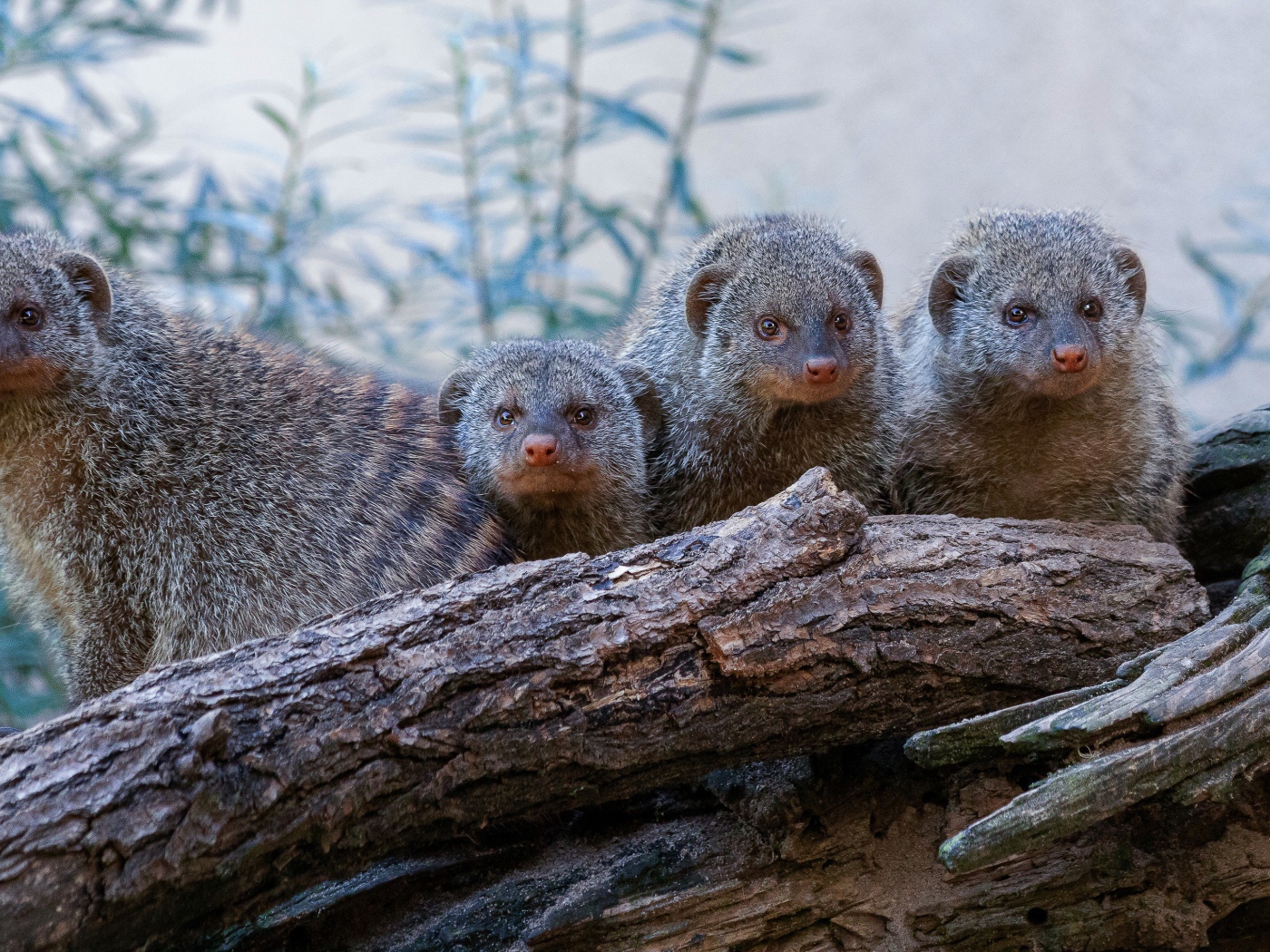 Семейство мангустов на сухом дереве 