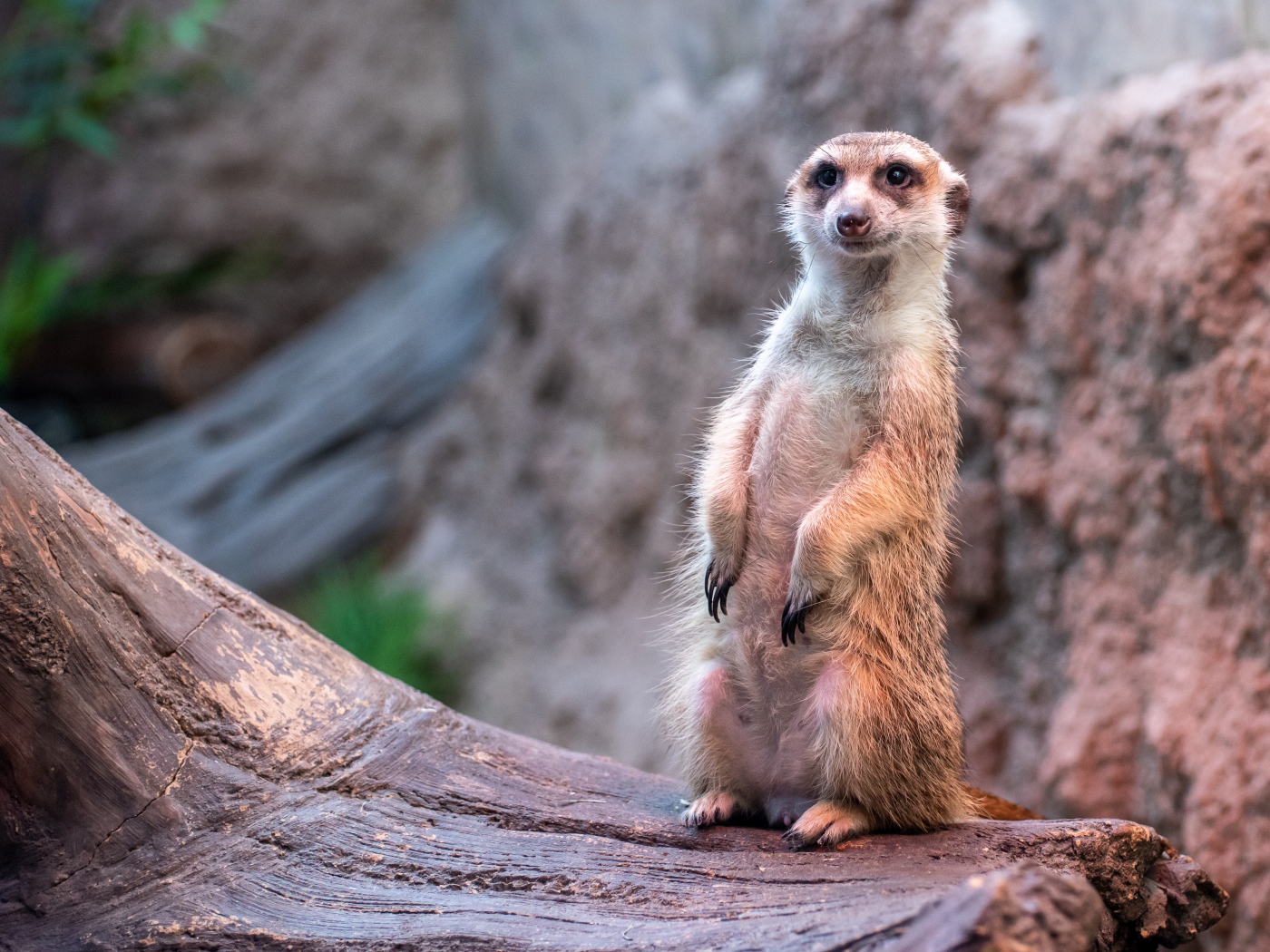 Забавный сурикат сидит на дереве 