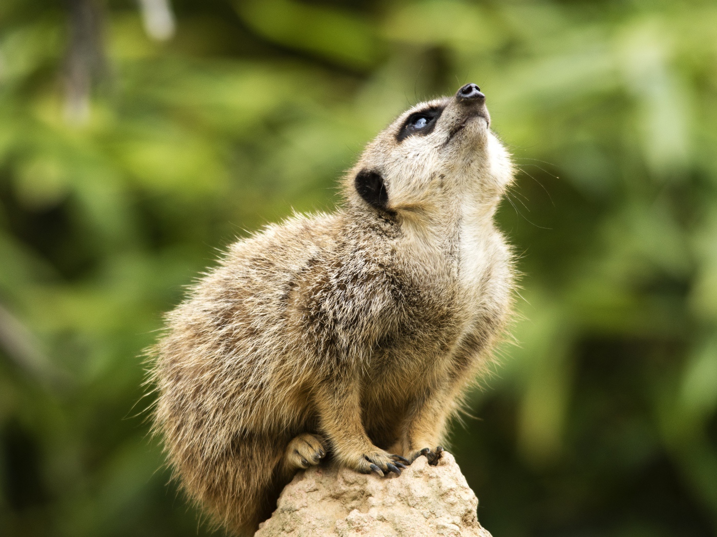 Маленький сурикат сидит на камне 