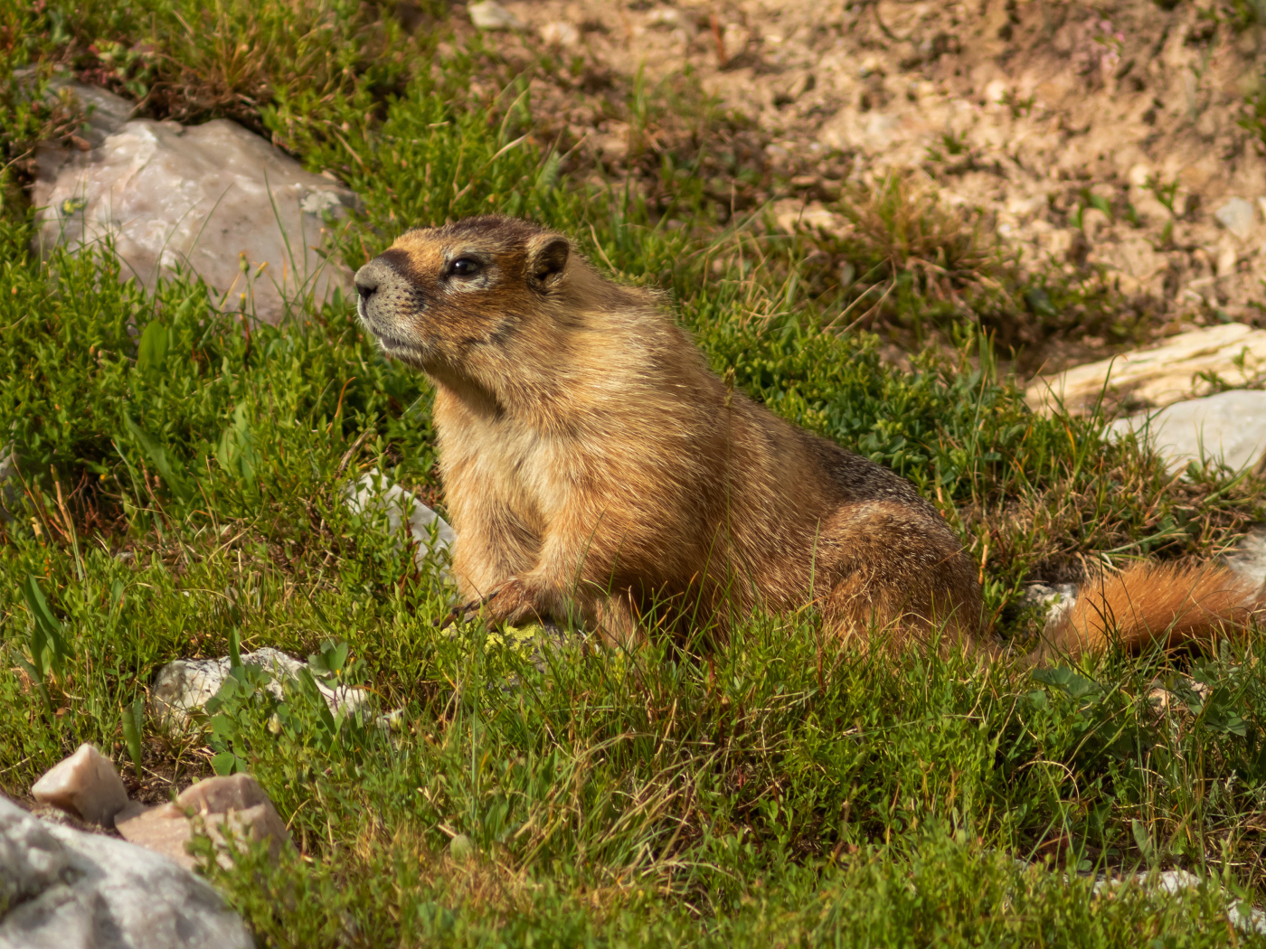 Сурок сидит на зеленой траве 