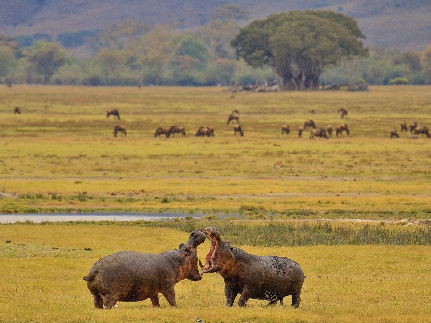Two large hippos are fighting on the grass