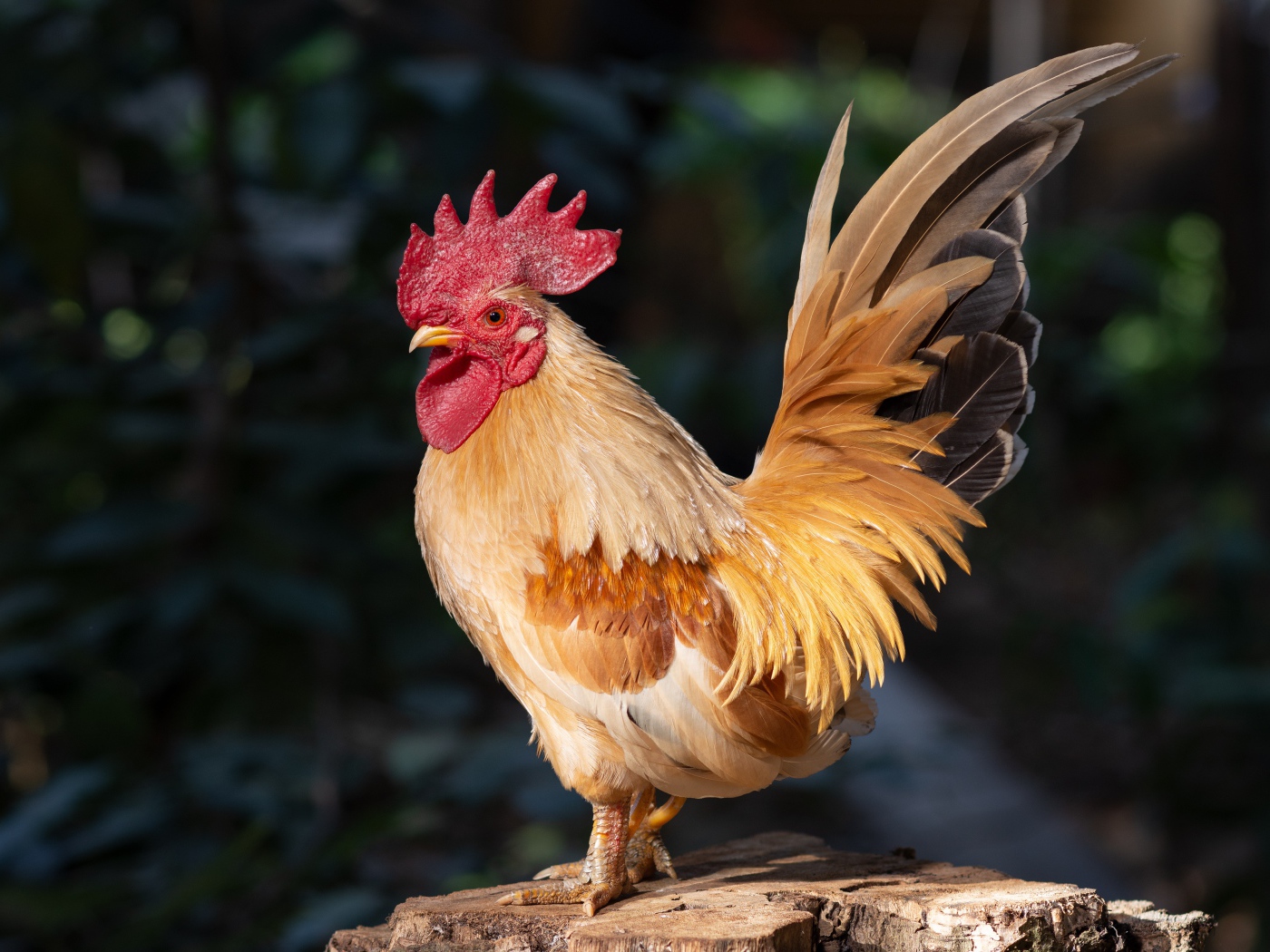A beautiful domestic rooster stands on a tree stump in the sun