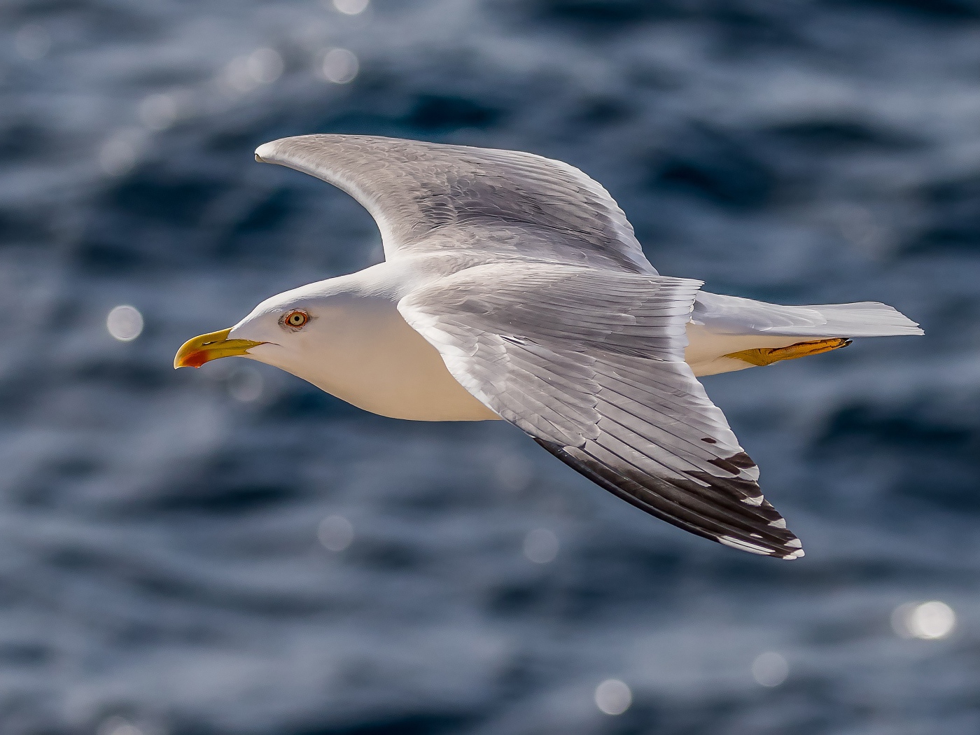 Большая серая чайка летит над водой
