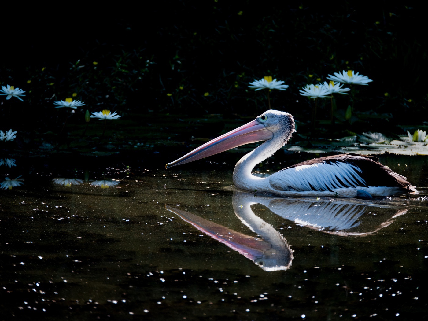 Большой пеликан плавает в пруду с белыми водяными лилиями