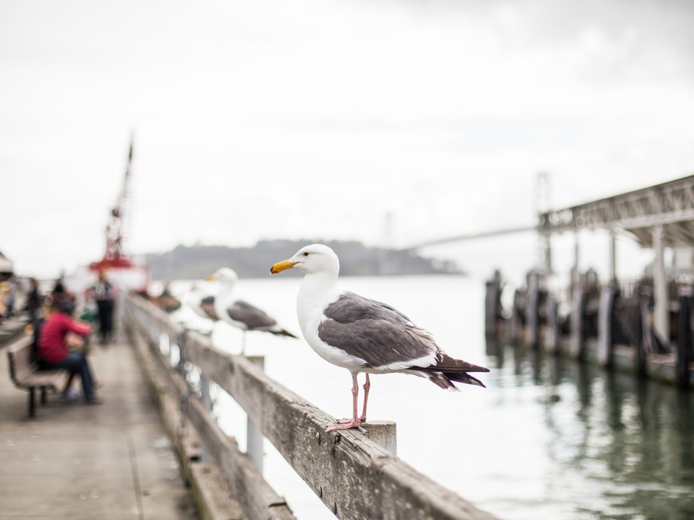 Большая морская чайка сидит в перилах у моря