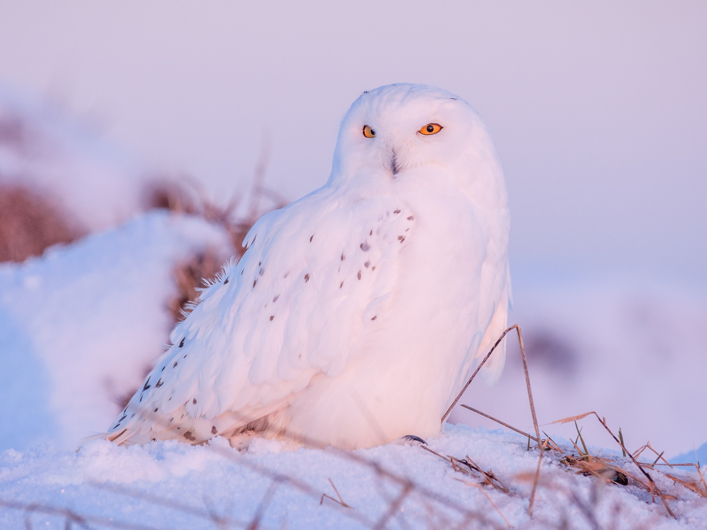 Большая белая сова с желтыми глазами сидит на снегу