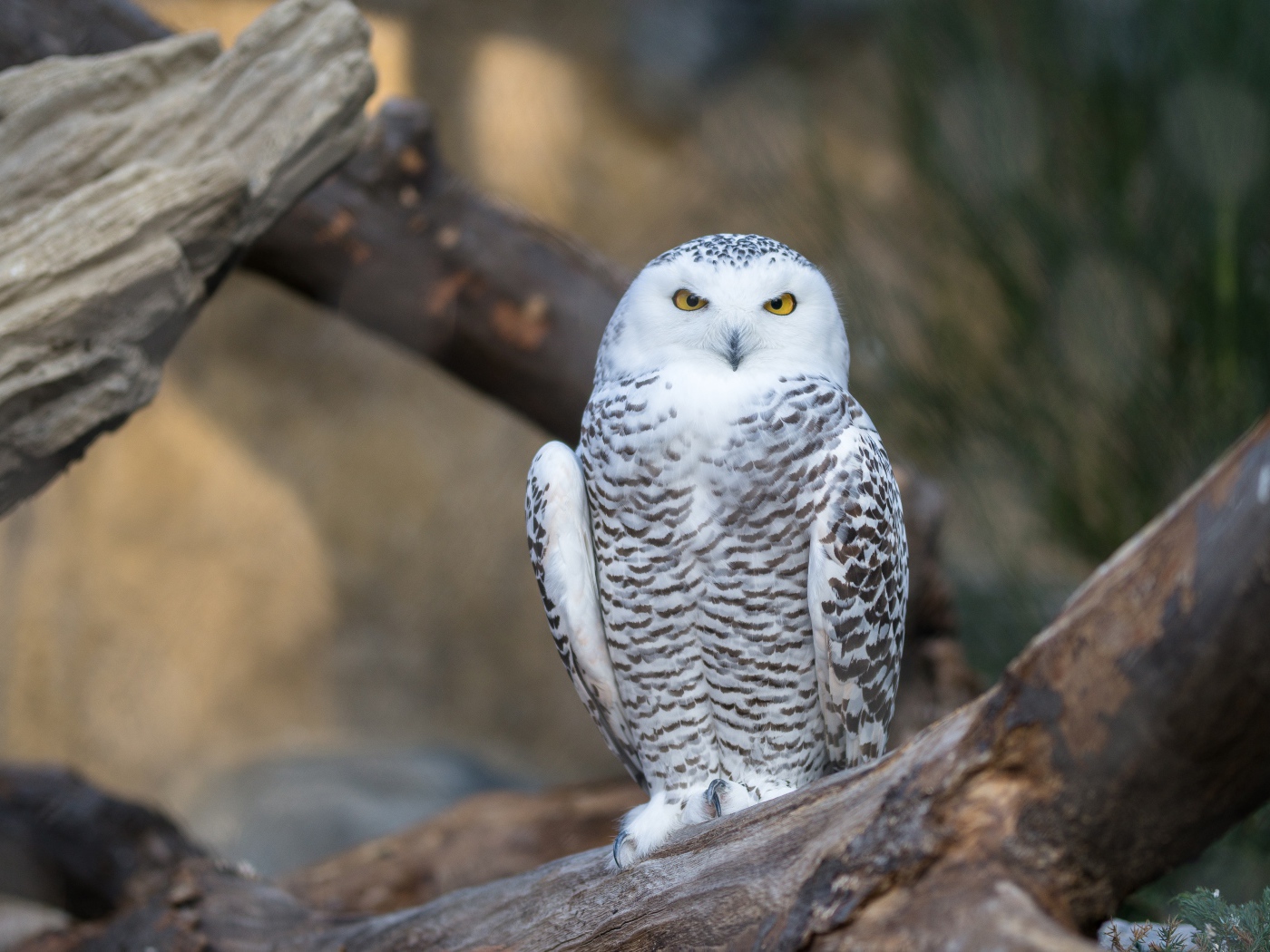 Большая белая сова с желтыми глазами сидит на дереве 
