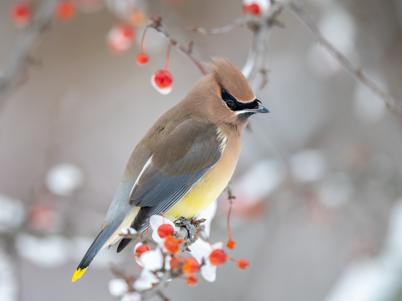 Американский свиристель на ветке дерева зимой