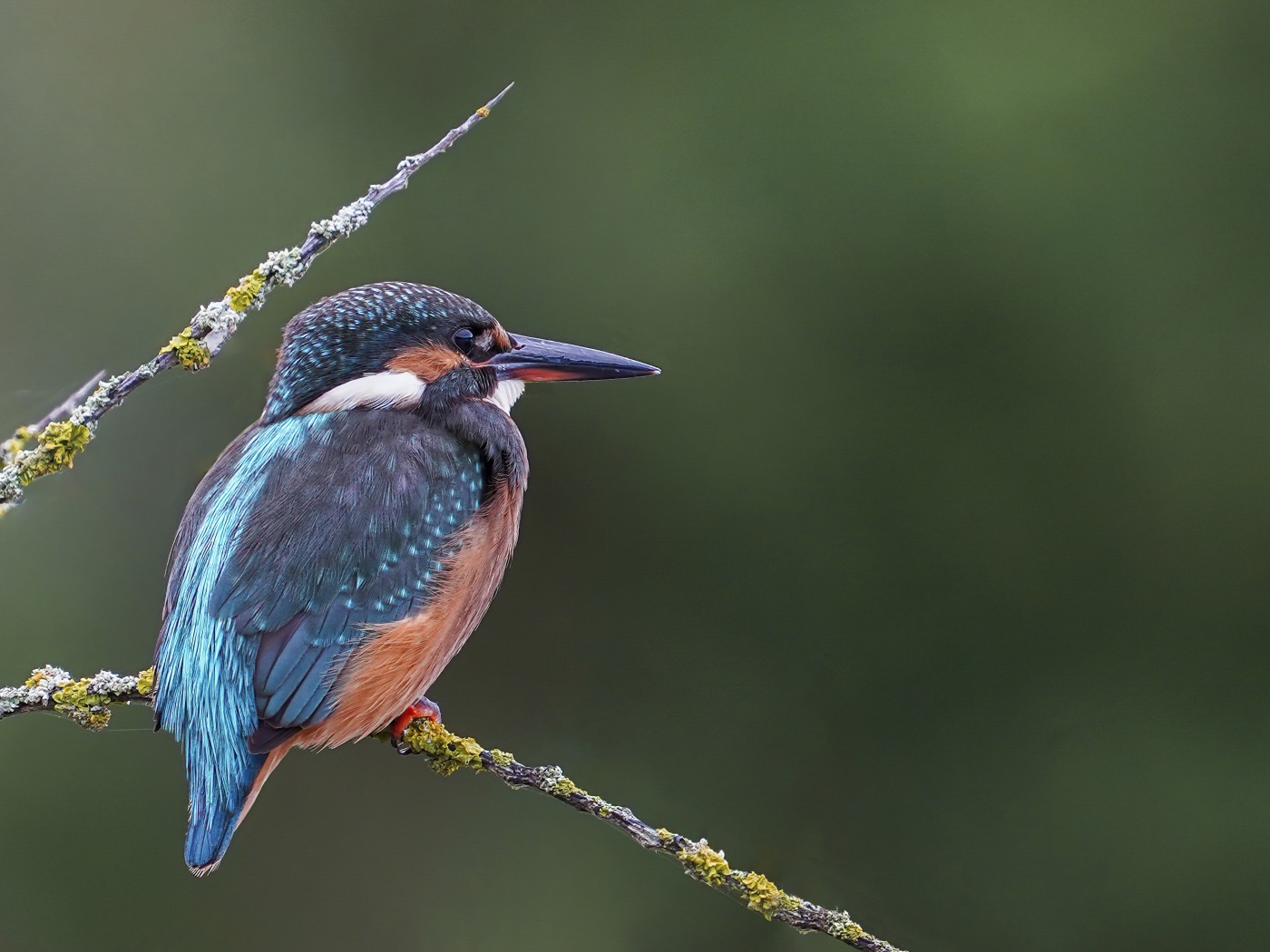 Красивая птица зимородок с острым клювом сидит на ветке
