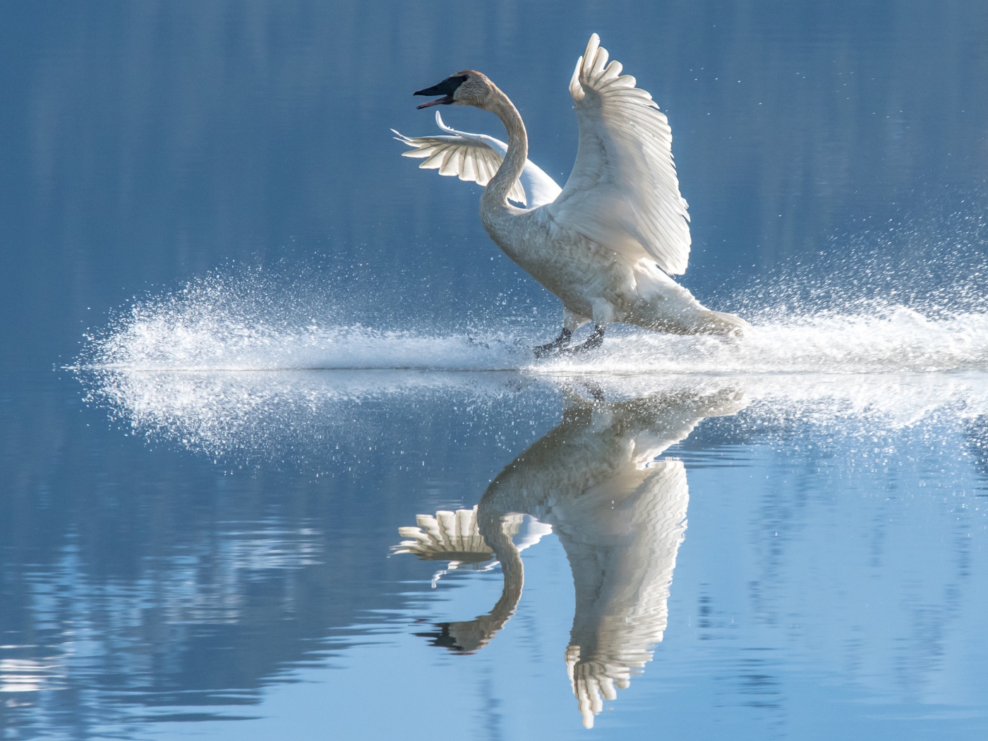 Красивый белый лебедь садится на воду