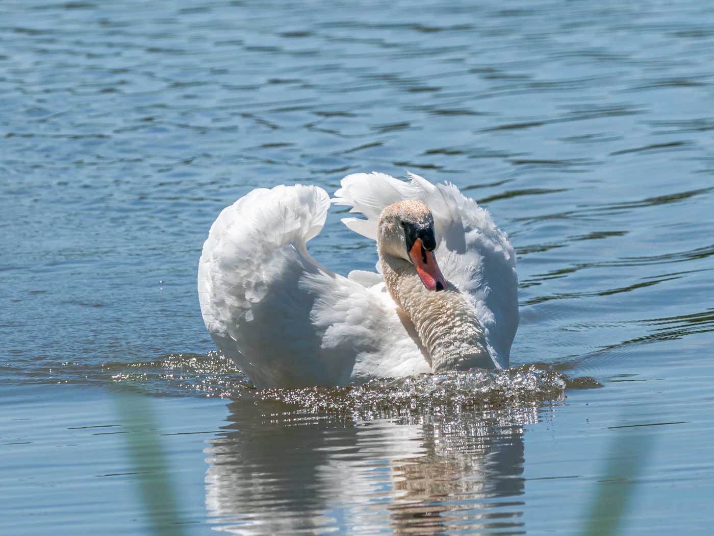 Красивый белый лебедь плавает в воде