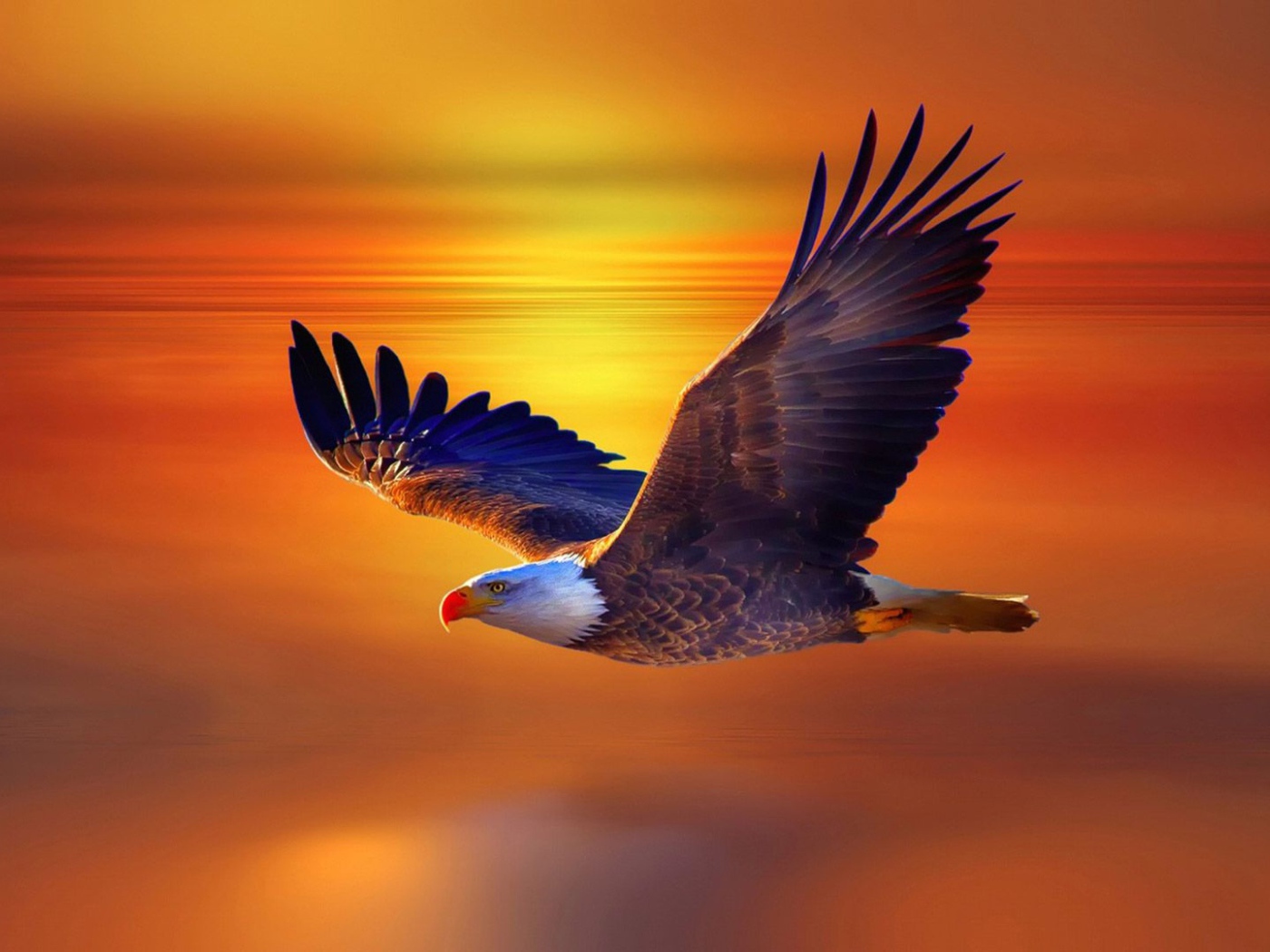 Большой белоголовый орлан в небе на закате 