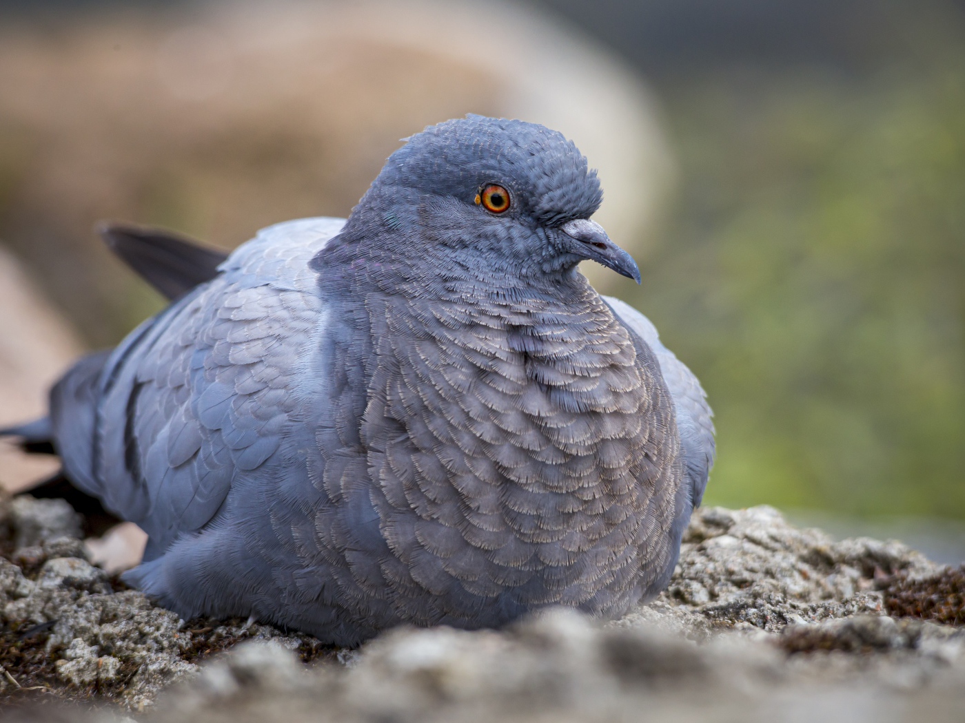 Большой голубь сидит на земле
