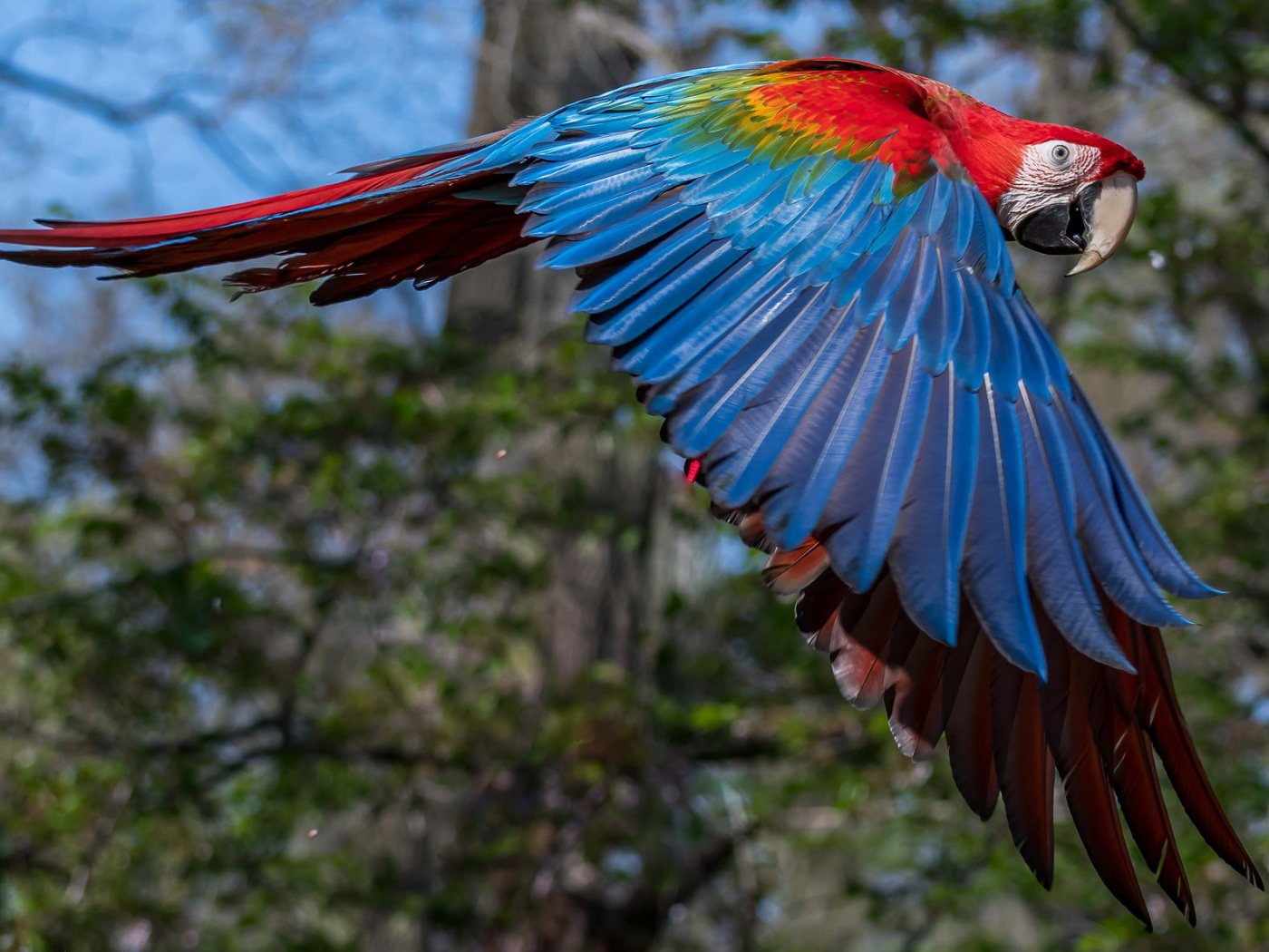 Большой попугай ара летит в воздухе 