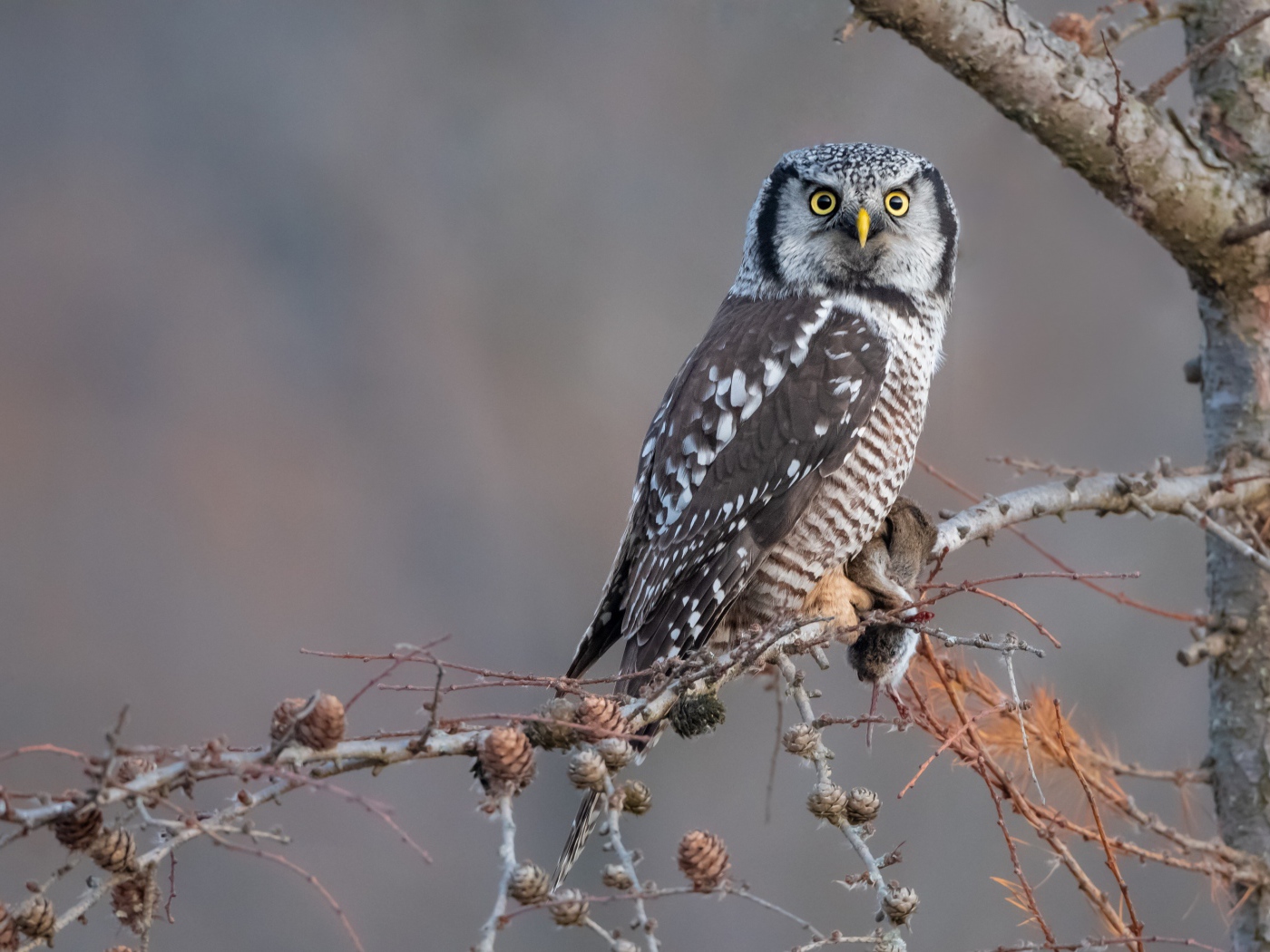 Большая сова сидит на ветке с добычей 