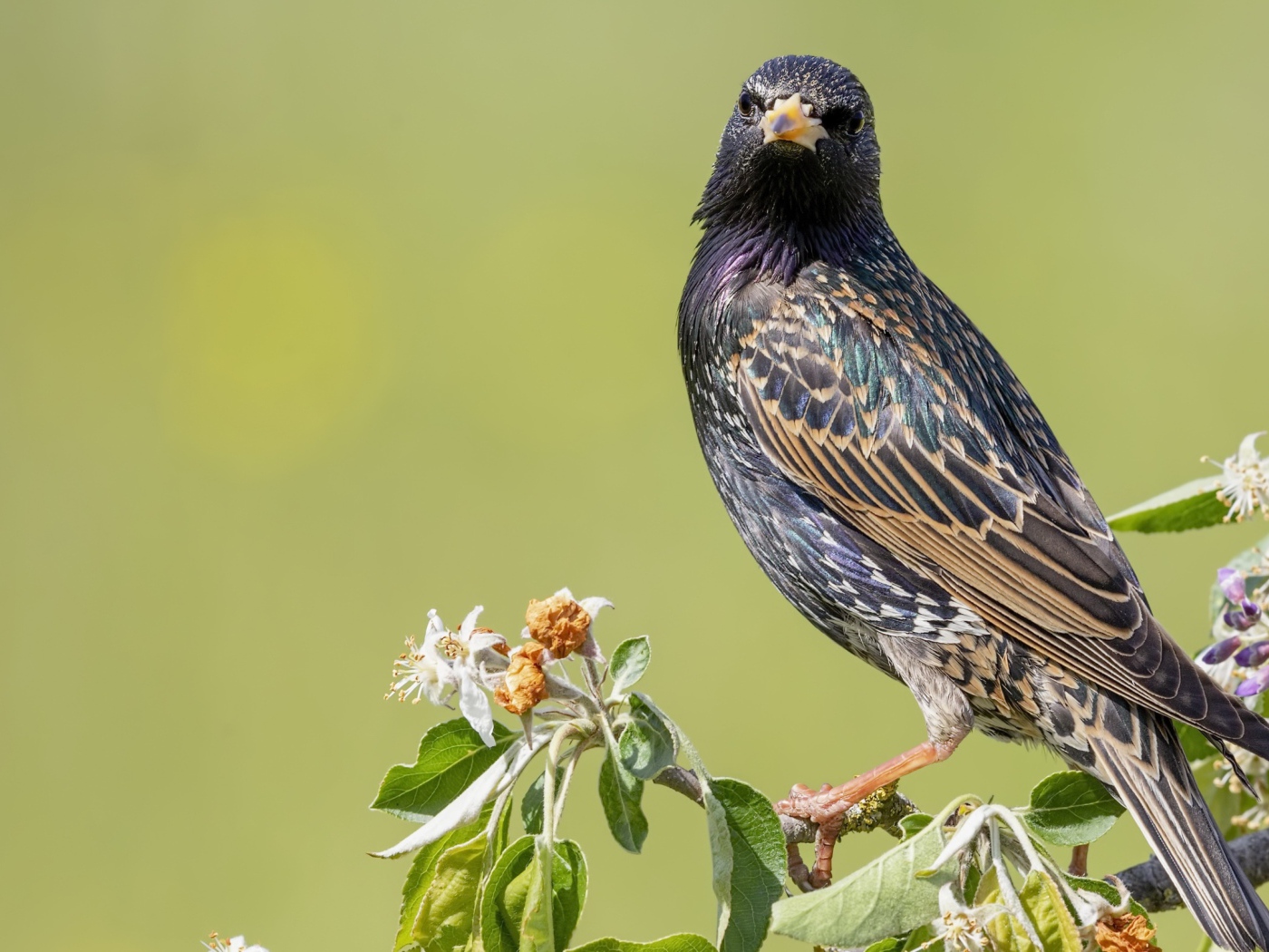 Большой скворец сидит на ветке дерева 