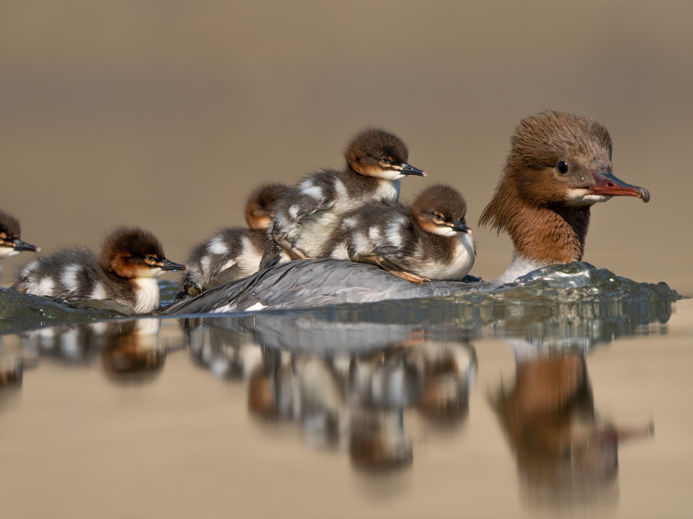 Птица в воде с маленькими птенцами 