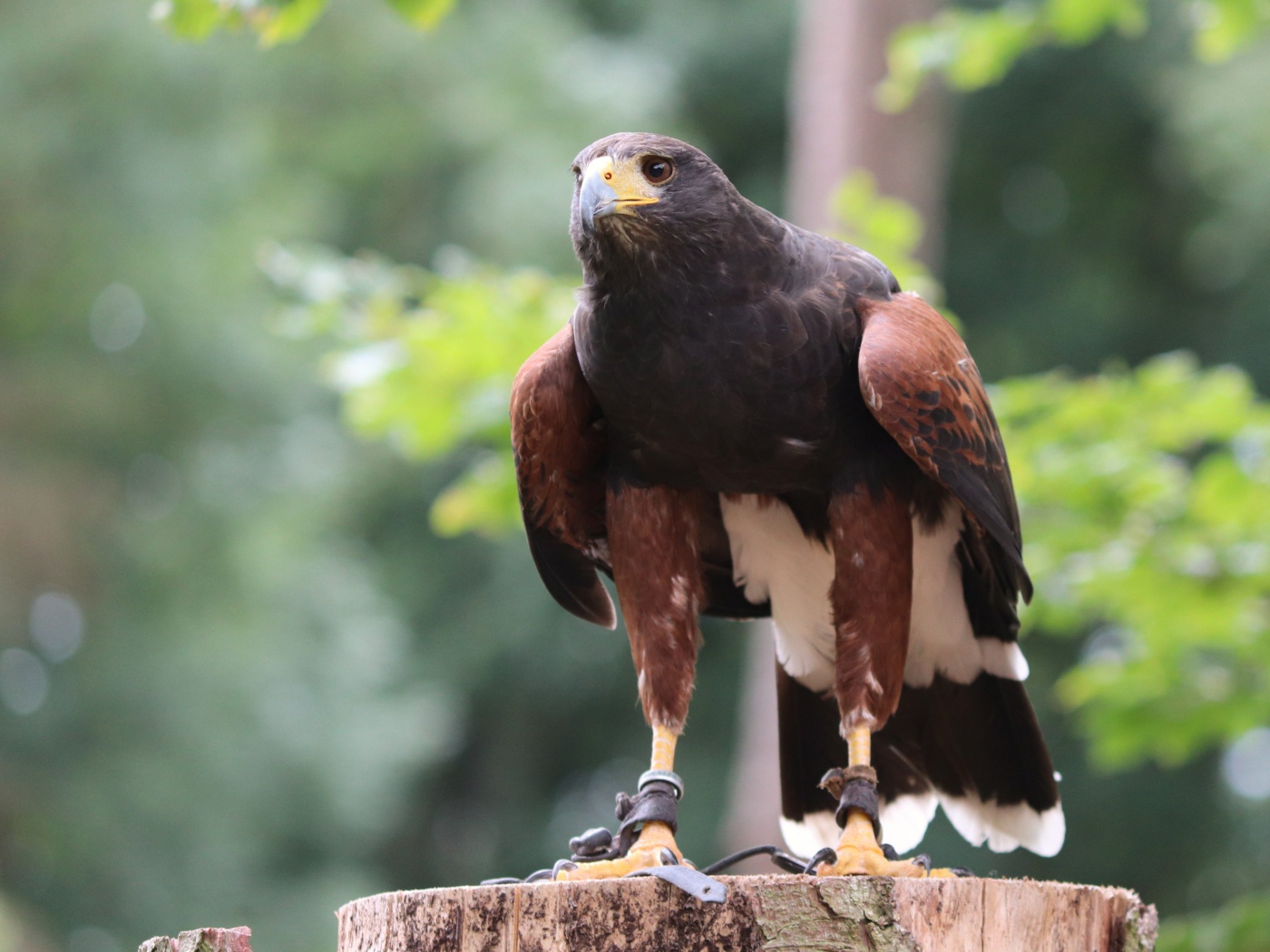 Хищная птица сидит на пне 