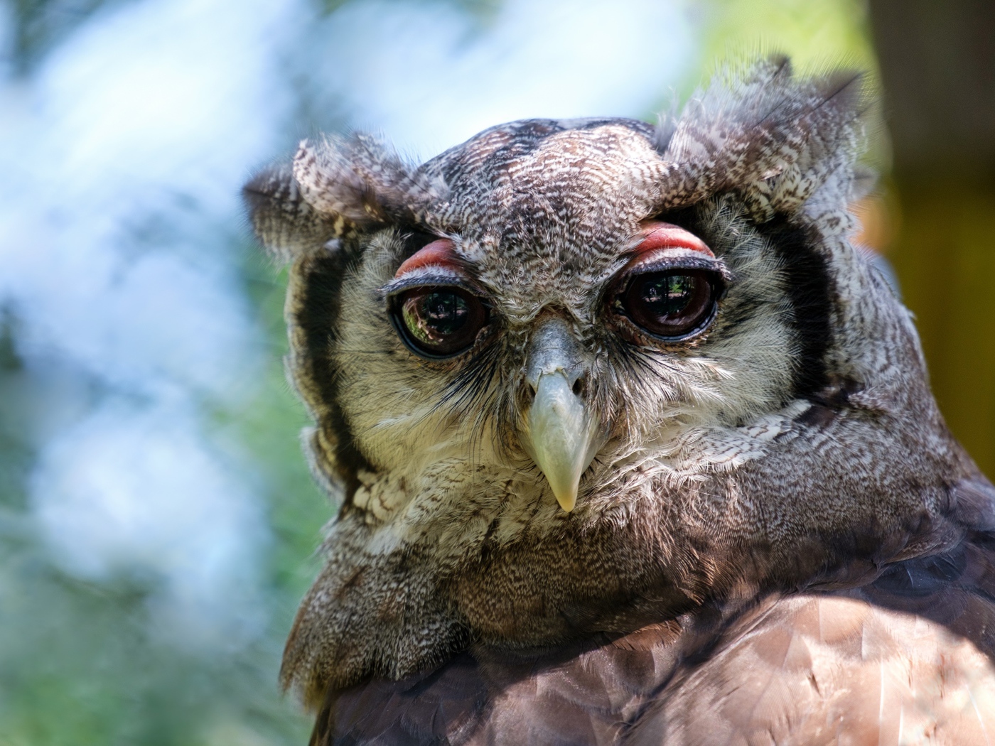 Серая сова с большими глазами