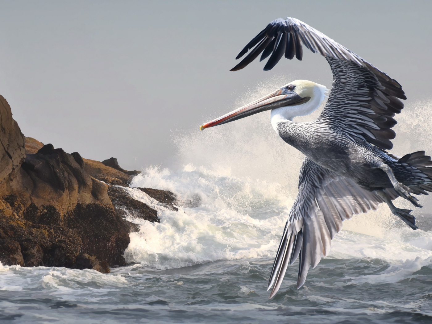 Большой пеликан летит над морскими волнами