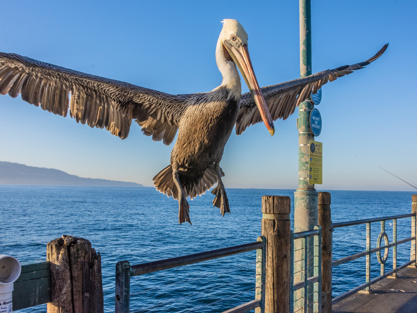 Большой пеликан садится на перила 