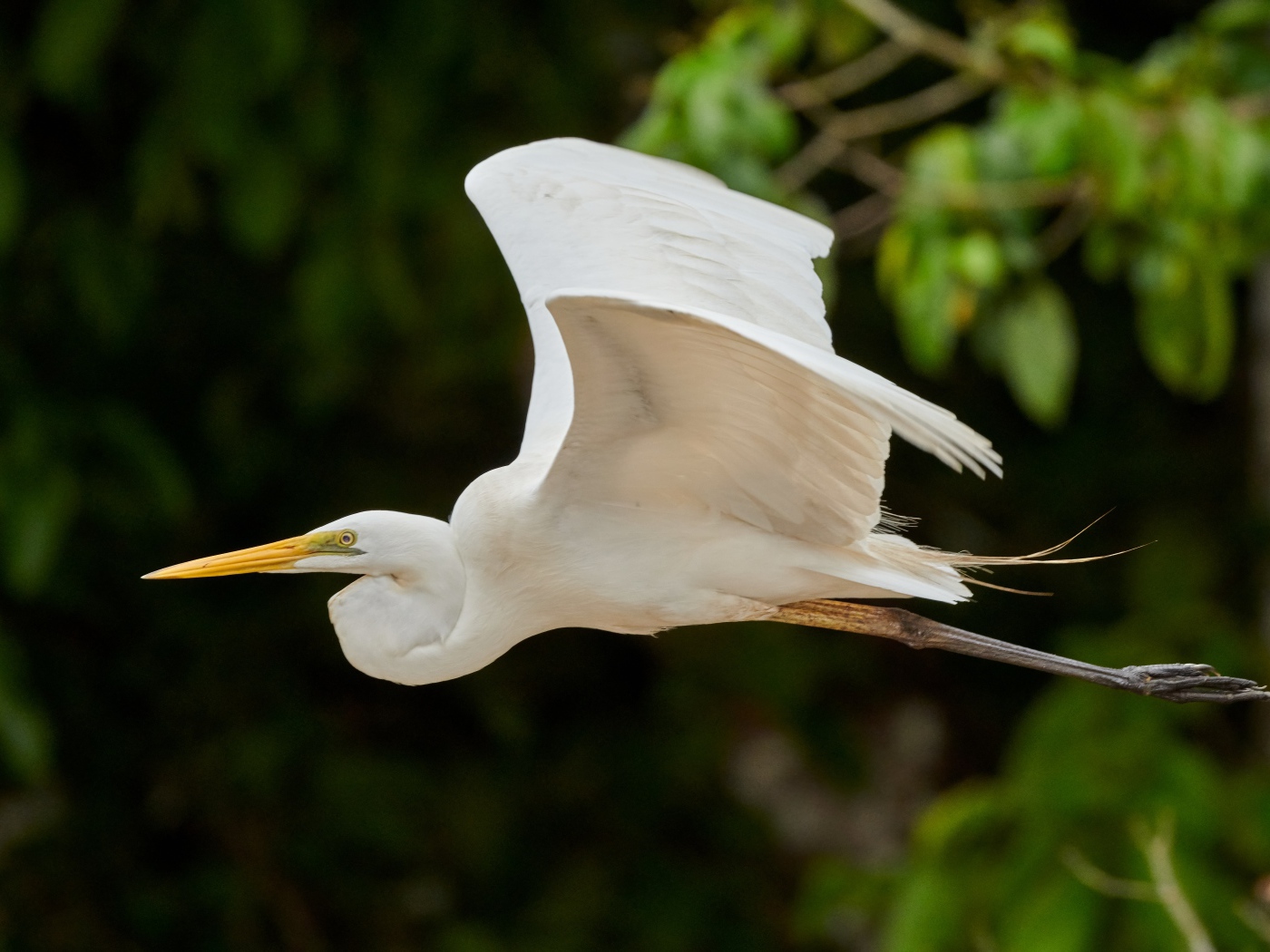 Большая белая цапля пролетает над землей