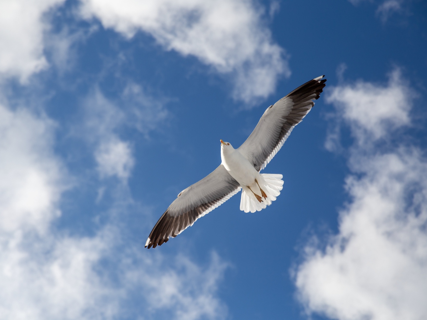 Большая серая чайка в голубом небе 