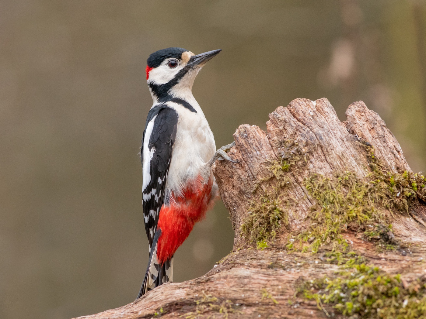 Большой пестрый дятел сидит на сухом дереве 