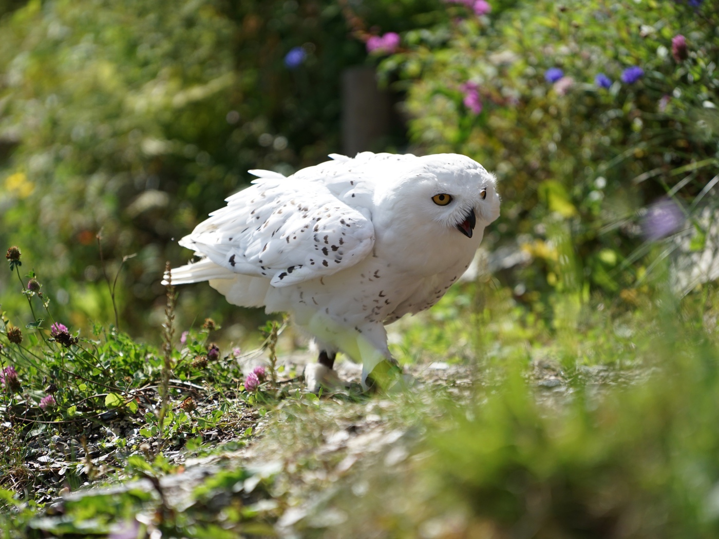 Большая белая сова крадется в траве