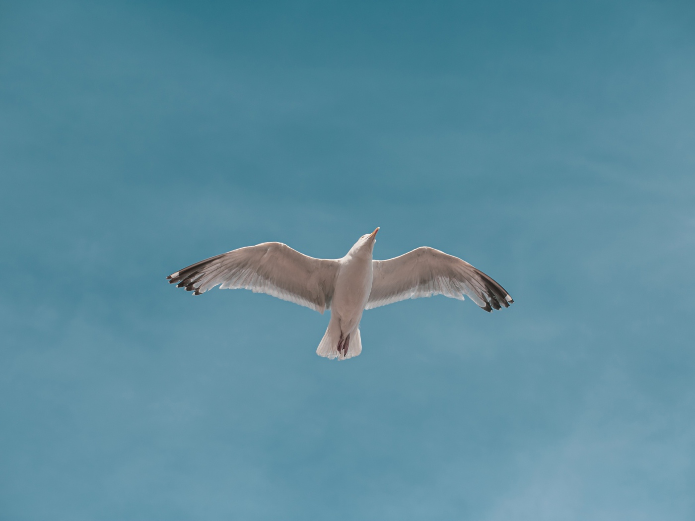 Большая белая чайка летит в голубом небе