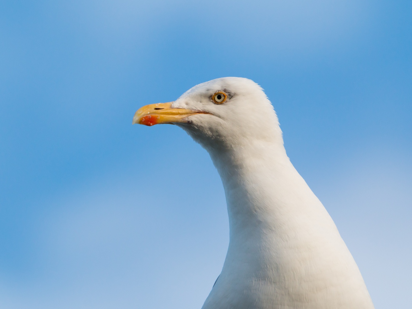 Голова белой чайки на фоне голубого неба 