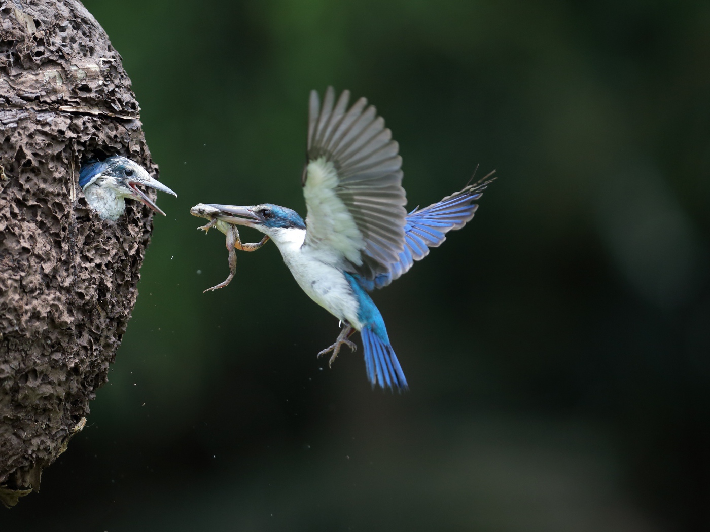 Птица зимородок кормит птенцов в гнезде 