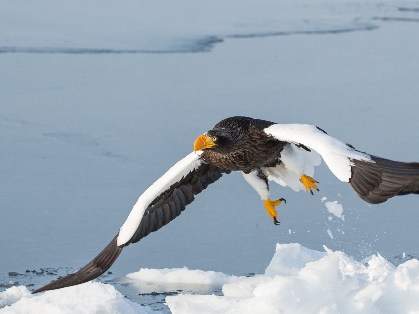 Большая хищная птица над заледеневшей рекой