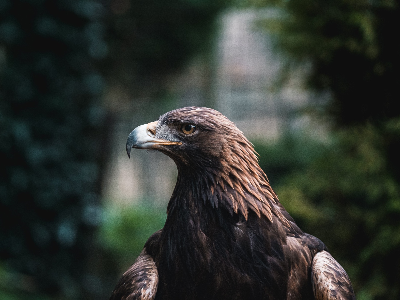 Большой хищный беркут с острым клювом