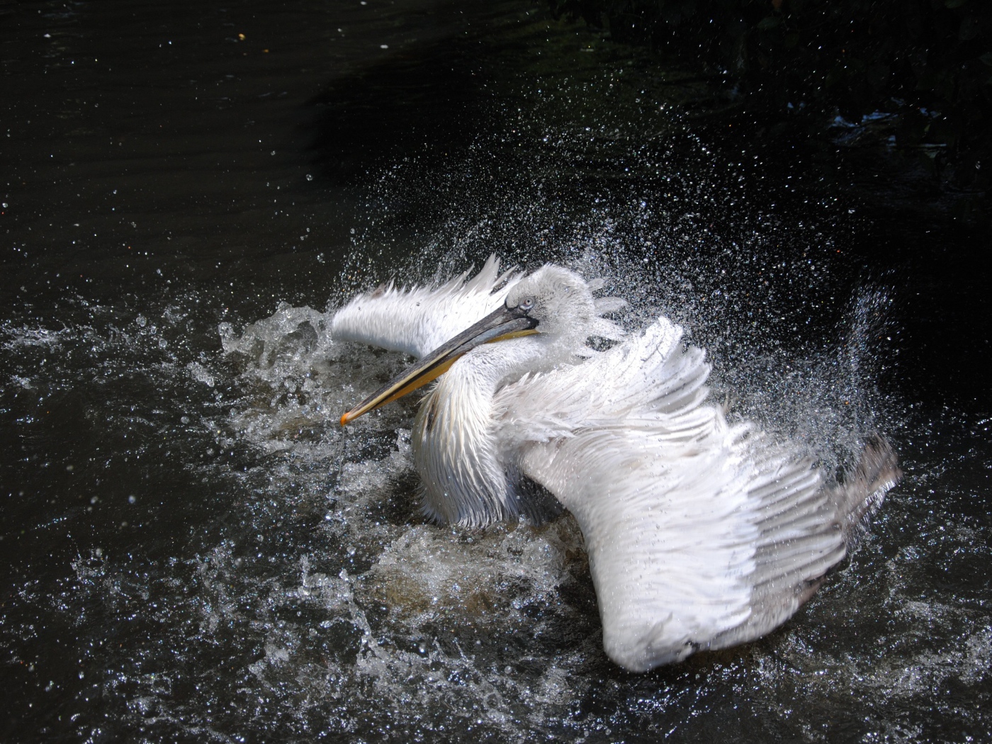 Большой белый пеликан плескается в воде 