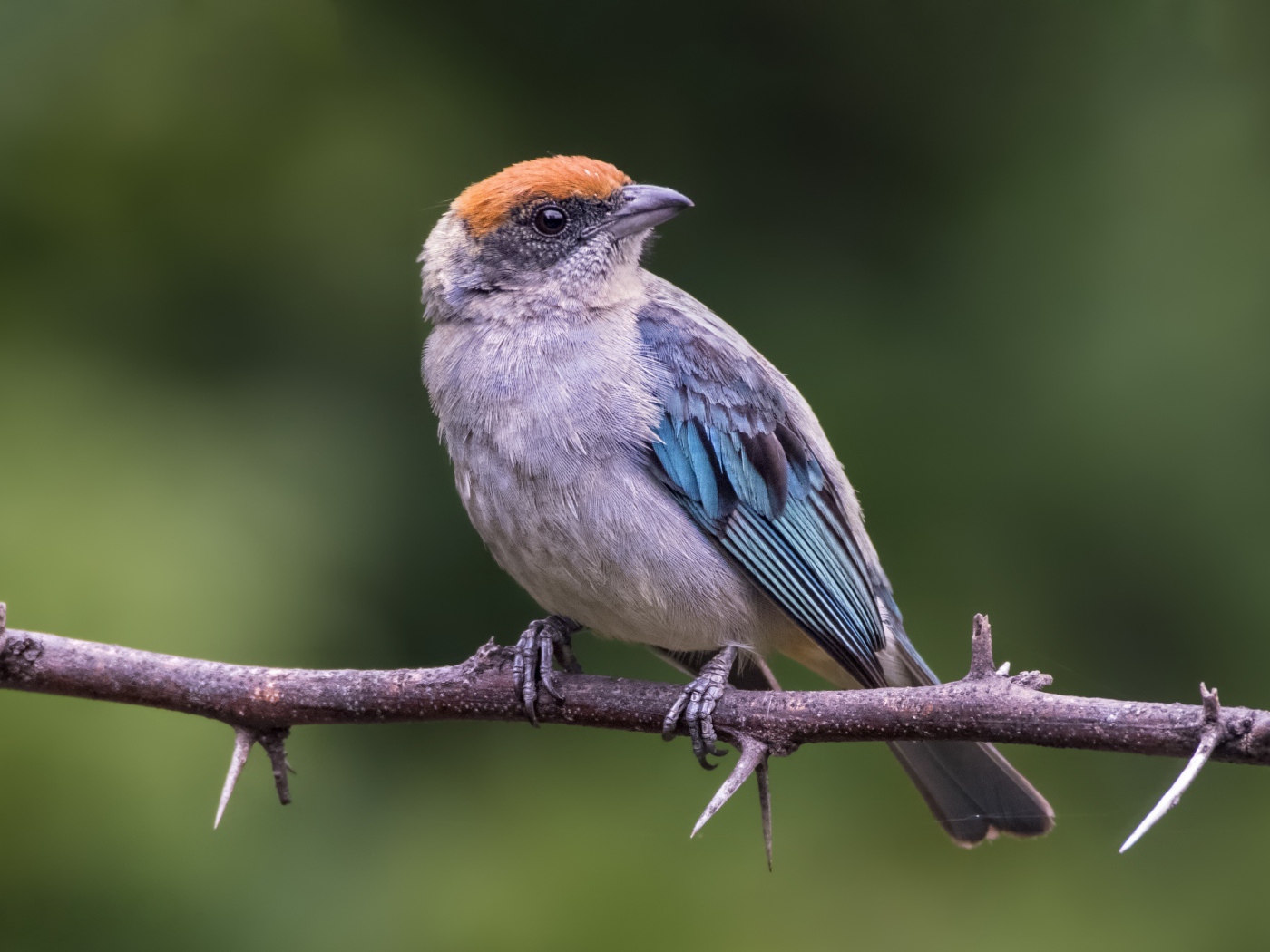 Маленькая птичка сидит на ветке дерева с шипами
