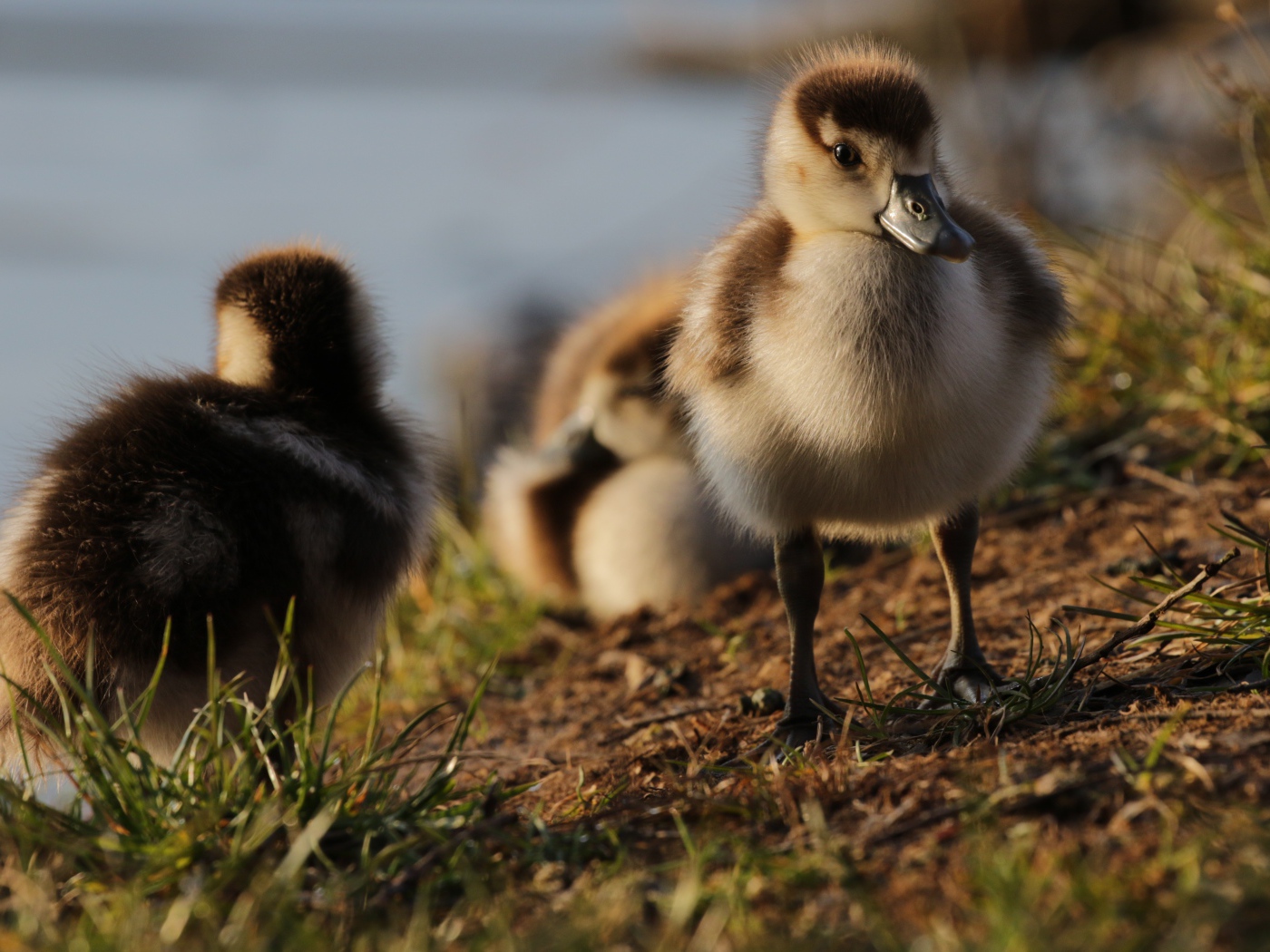 Маленькие утята на берегу озера
