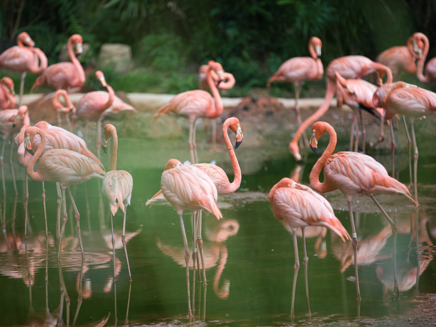 Много розовых фламинго  в воде в зоопарке 