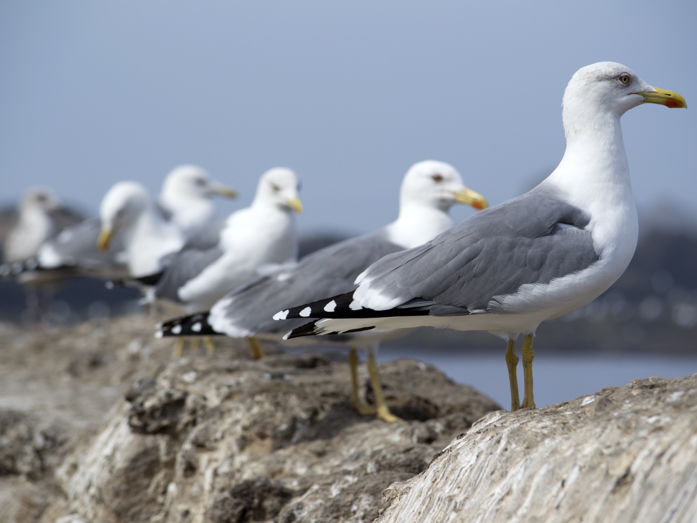 Много морских чаек сидит на камнях 