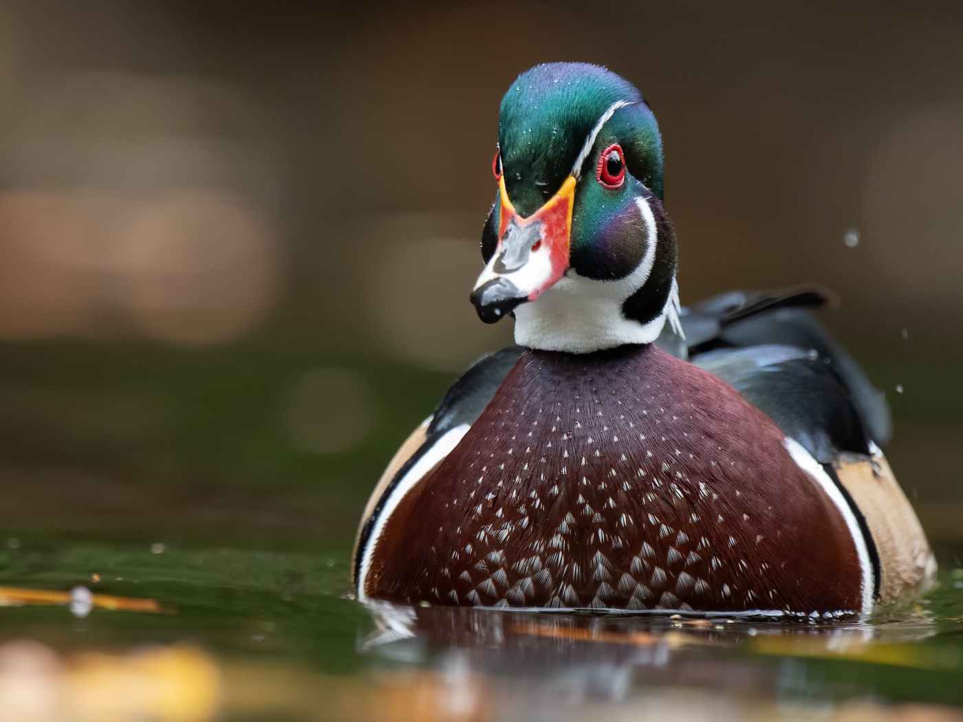 Разноцветная утка в воде 