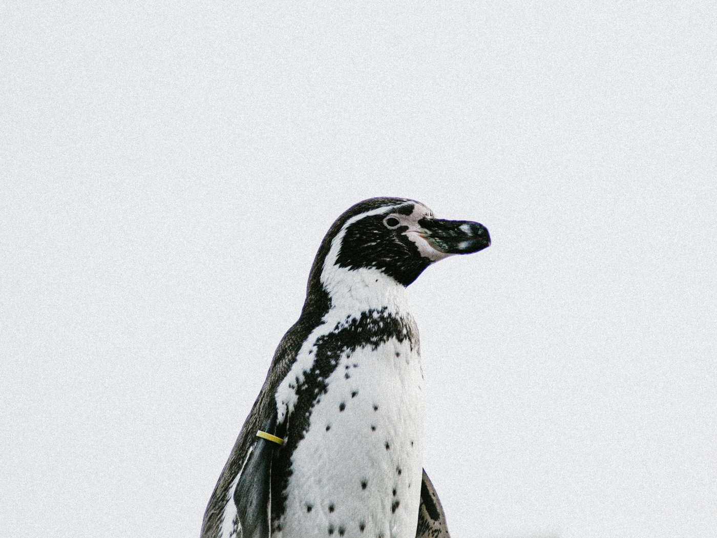 Пингвин на белом фоне крупным планом 