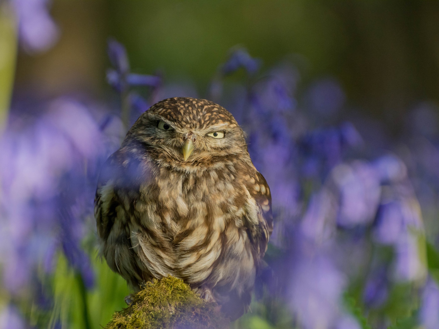Хищная серая сова сидит на фоне синих цветов