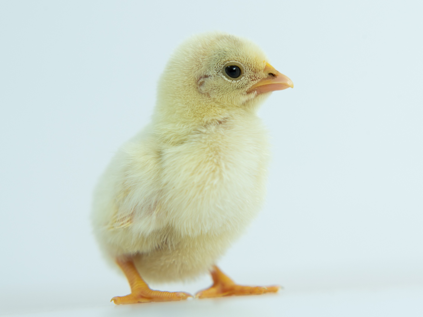 Маленький желтый цыпленок крупным планом