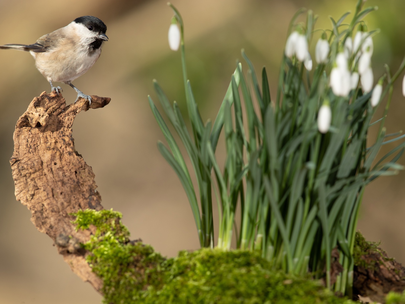 Воробей сидит на коряге у белых подснежников