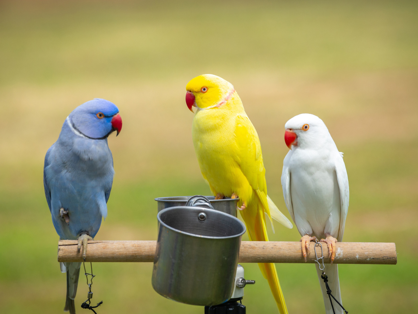 Три разноцветных попугая сидят на жердочке с едой 