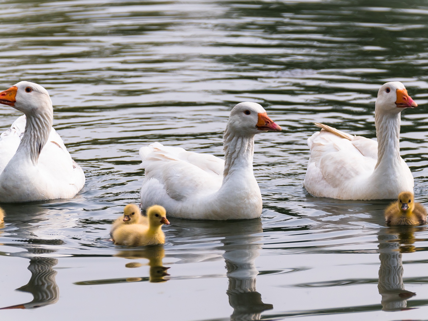 Три белых гусыни с маленькими птенцами в воде 