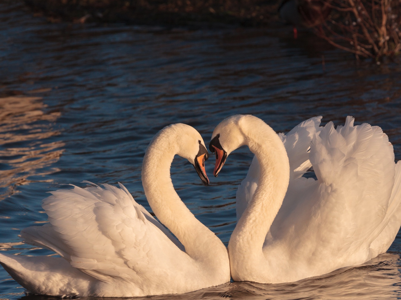 Два красивых влюбленных белых лебедя в воде 