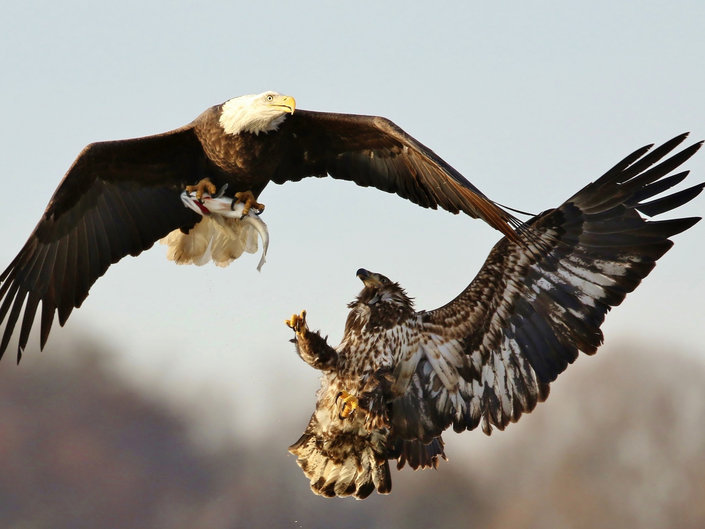 Две хищные птицы дерутся в воздухе 