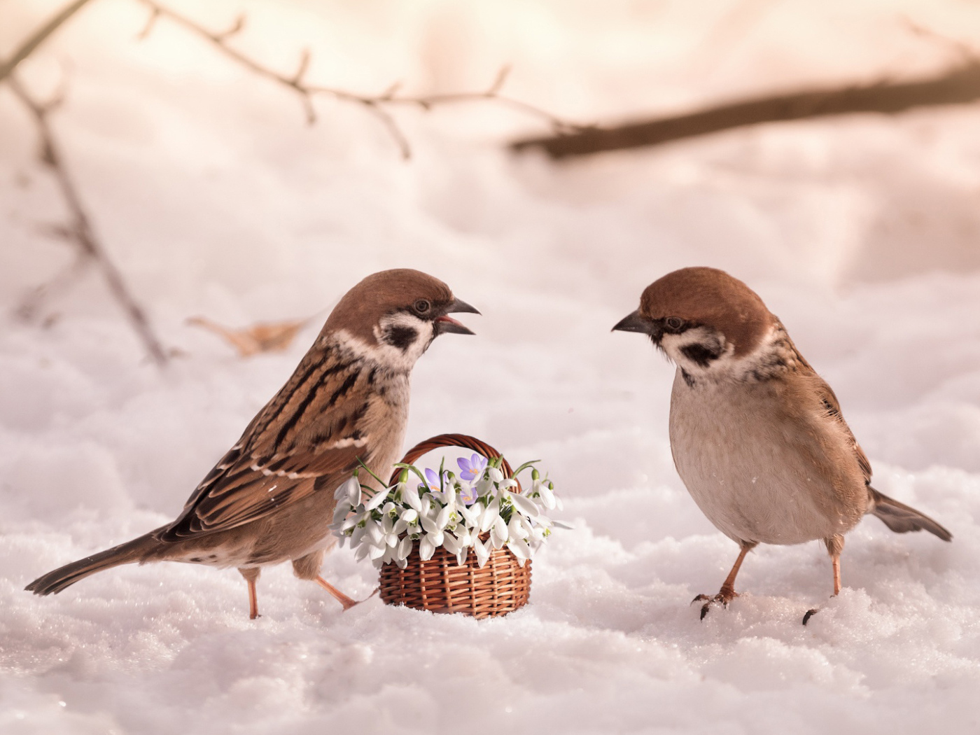 Два маленьких  воробья с цветами на снегу 